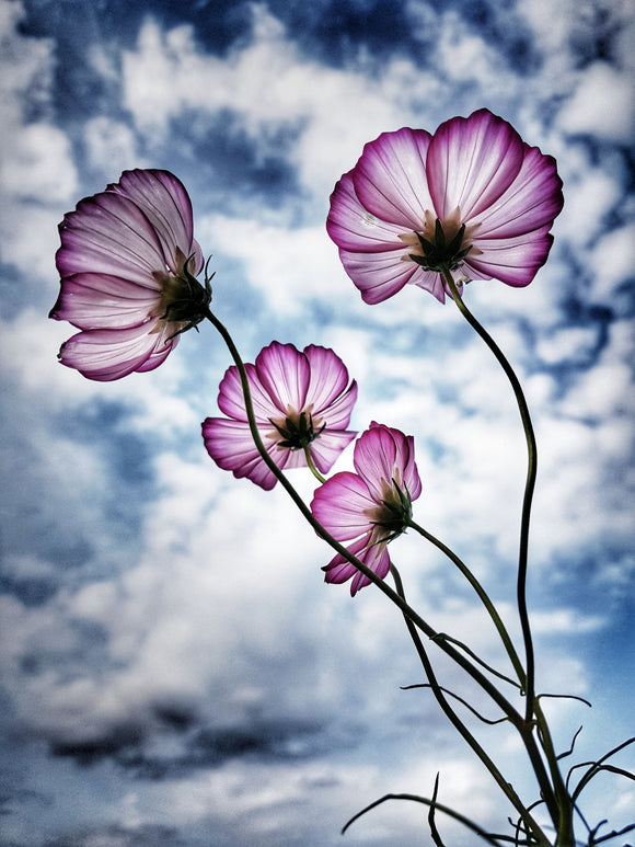¡Más flores para todos!